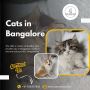 Cats in Bangalore | Persian Cat in Bangalore Cats in Bangalore | Persian Cat in Bangalore