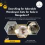 Himalayan Cats for Sale | Himalayan Cats for Sale in Bangalo