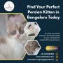 Buy Persian Kittens in Bangalore | Best Persian Cat in Banga
