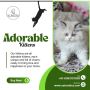 Kittens in Bangalore | Cat in Bangalore Kittens in Bangalore | Cat in Bangalore