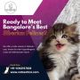 Best Siberian Cat in Bangalore | Buy Siberian Kittens in Ban