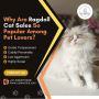 Ragdoll Cat for Sale in Bangalore Ragdoll Cat for Sale in Bangalore
