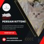 Buy Persian Kittens in Bangalore | Persian Cats for Sale in 