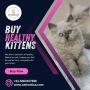 Buy Kittens in Bangalore | Kittens for Sale in Bangalore