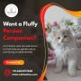 Persian Cats for Sale in Bangalore | Buy Persian Kittens in 