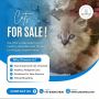 Cats for Sale in Bangalore | Persian Cats for Sale in Bangal
