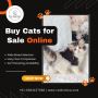 Buy Cats for Sale Online Buy Cats for Sale Online