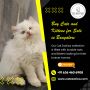 Buy Cats and Kittens for Sale in Bangalore