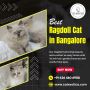 Best Ragdoll Cat in Bangalore