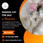 Ragdoll Cat for Sale in Bangalore
