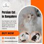 Persian Cat in Bangalore
