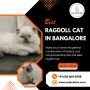 Best Ragdoll Cat in Bangalore