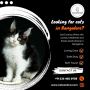 Cat in Bangalore | Best Siberian Cat in Bangalore