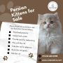 Persian Kittens for Sale in Bangalore