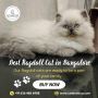 Best Ragdoll Cat in Bangalore