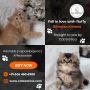 Siberian Kitten in Bangalore 