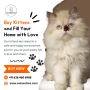 Buy Kittens in Bangalore | Cat in Bangalore