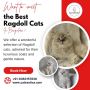 Best Ragdoll Cat in Bangalore | Kittens in Bangalore
