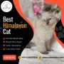 Best Himalayan Cat in Bangalore | Himalayan Kittens in Banga