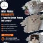 Persian Cats for Sale in Bangalore | Cat in Bangalore