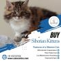 Buy Siberian Kittens in Bangalore | Best Kittens in Bangalor