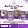 Buy Cats and Kittens for Sale in Bangalore