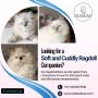 Ragdoll Cat for Sale in Bangalore | Ragdoll Cat in Bangalore