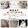 Best Kittens in Bangalore