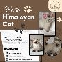 Best Himalayan Cat in Bangalore