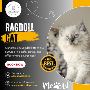 Best Ragdoll Cat in Bangalore