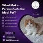 Persian Cat in Bangalore | Persian Kittens in Bangalore