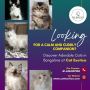 Cats in Bangalore | Kittens in Bangalore Cats in Bangalore | Kittens in Bangalore