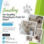 Himalayan Cats for Sale in Bangalore | Himalayan Cat in Bang