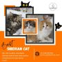 Best Siberian Cat in Bangalore | Siberian Kitten in Bangalor