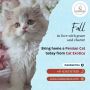 Buy Persian Cat in Bangalore | Buy Persian Kittens in Bangal
