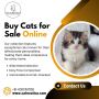 Buy Cats for Sale Online in Bangalore | Cat in Bangalore