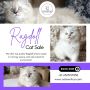Ragdoll Cat Sale in Bangalore | Best Ragdoll Cat in Bangalor