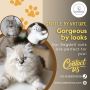 Ragdoll Cat in Bangalore | Ragdoll Cat Sale in Bangalore