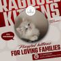 Ragdoll Kittens in Bangalore | Ragdoll Cat Sale in Bangalore