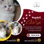 Ragdoll Cat for Sale in Bangalore | Best Ragdoll Cat in Bang