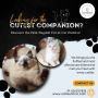 Best Ragdoll Cat in Bangalore | Buy Ragdoll Kittens in Banga