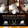 Buy Ragdoll Kittens in Bangalore | Ragdoll Cat Sale in Banga
