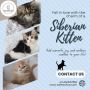 Siberian Kitten in Bangalore | Kittens in Bangalore