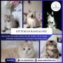 Kittens in Bangalore | Best Cat in Bangalore