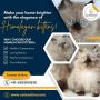 Himalayan Kittens in Bangalore | Himalayan Cat in Bangalore