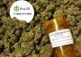 Looking to Buy Lab Tested Exotic CBD Flower