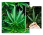 CBD Supplements Online | Cannabis Capsules with CBD Oil
