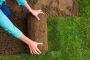 Professional SOD Repair Services in Phoenix AZ Professional SOD Repair Services in Phoenix AZ