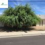 Enhance Property Beauty Through Expert Tree Services In Phoe