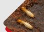 Termite Control Perth | Chambers Pest Solutions